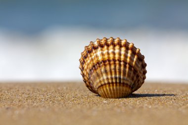 Shell in the sand clipart