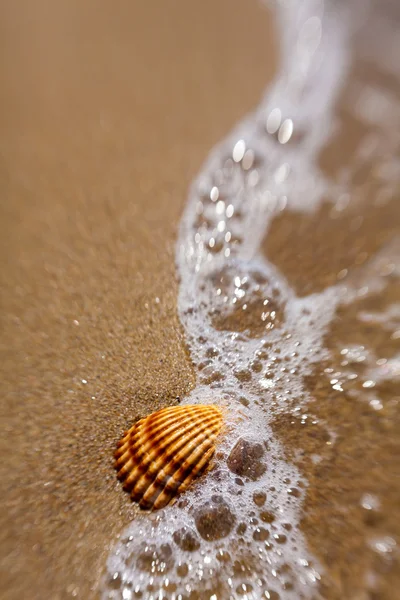 Оболонка в піску — стокове фото
