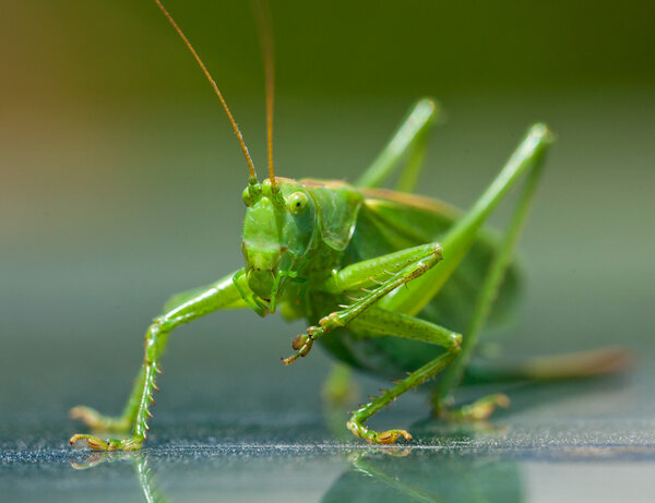 Portrait of a green grasshopper, which cleans paws