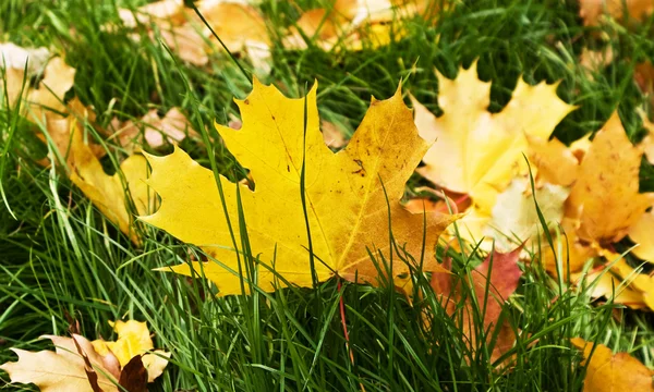 stock image Yellow leaves 2