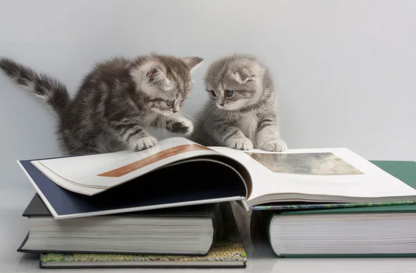 Dois gatinhos estão considerando um livro — Fotografia de Stock