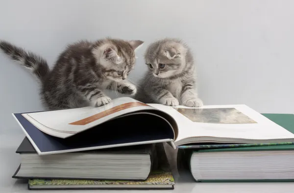 Dois gatinhos estão considerando um livro Imagens De Bancos De Imagens
