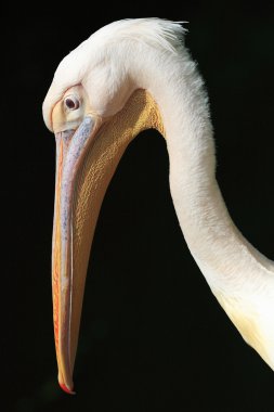 Büyük beyaz pelikan (Pelecanus onocrotalus)