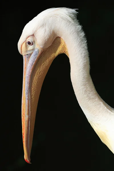 stock image Great White Pelican (Pelecanus onocrotalus)