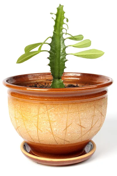 Kaktus med blad i stor blomkruka — Stockfoto