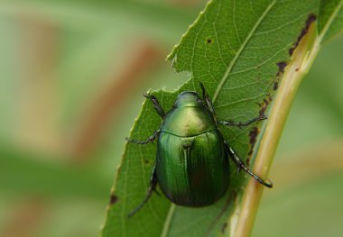 Green bug eating leaf clipart