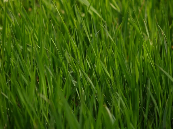 Zöld fű a rét — Stock Fotó