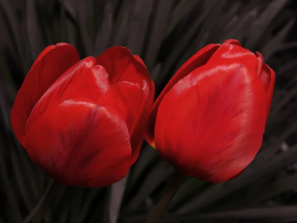Два тюльпана на ненасыщенном фоне . — стоковое фото