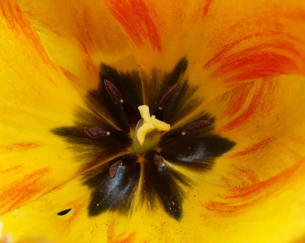 Innerhalb einer Tulpe — Stockfoto