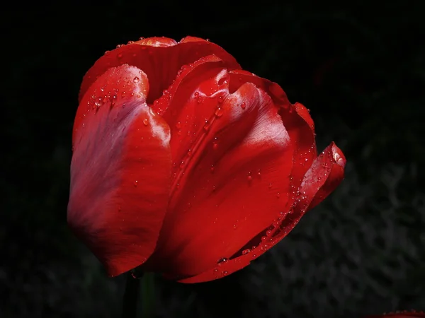 Raindrops on a tulip bulb — Stock Photo, Image