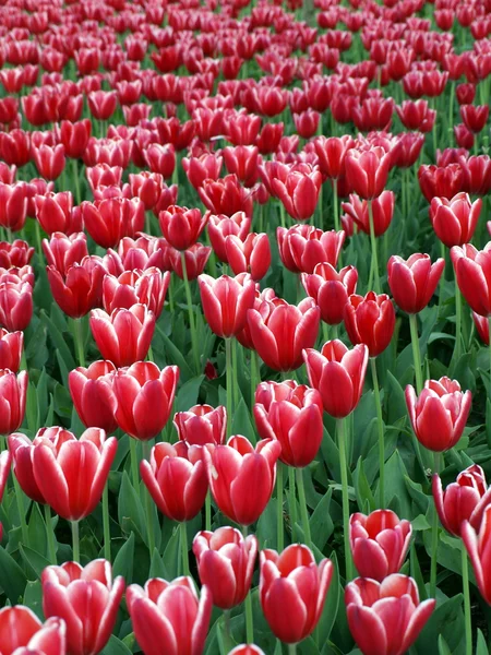 Tulip farm — Zdjęcie stockowe