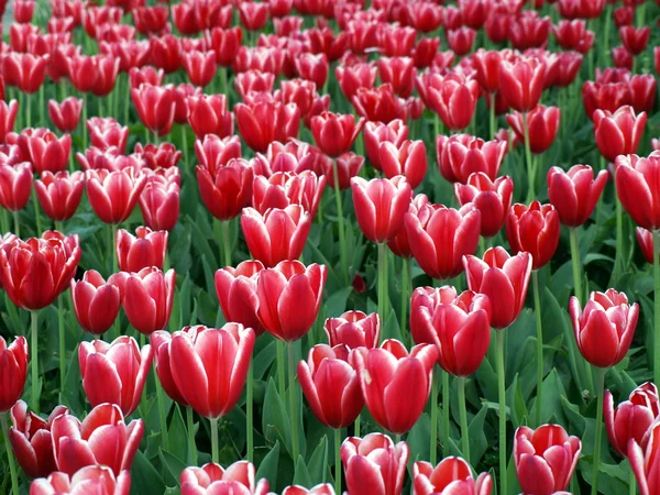 Quinta de tulipas — Fotografia de Stock