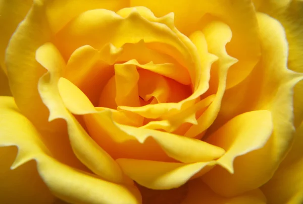 Stock image Yellow rose