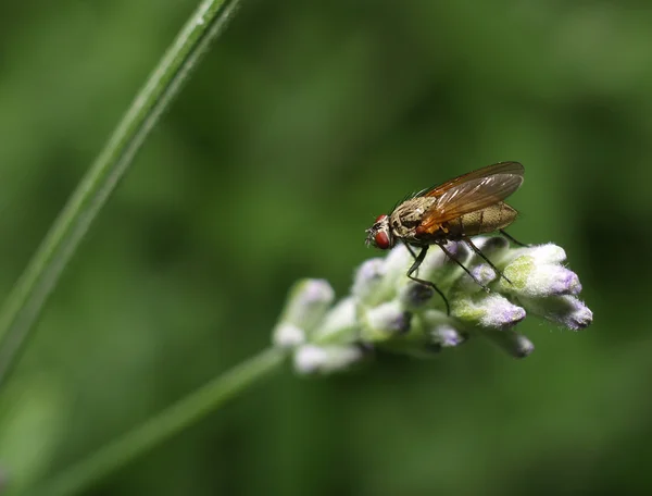 Fly on a white flower — Stock Photo, Image