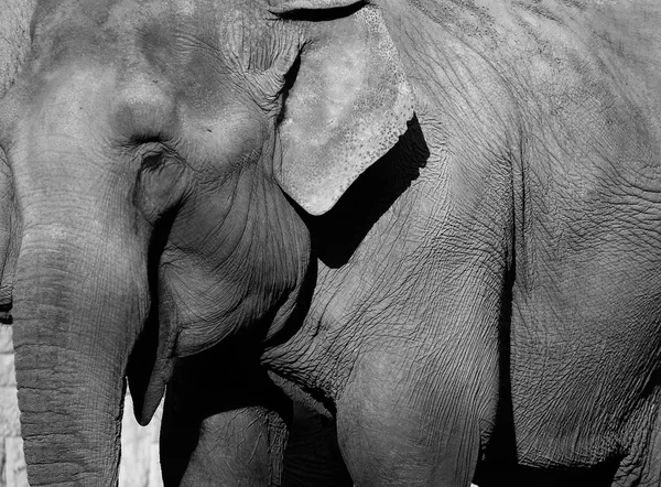 象 — ストック写真