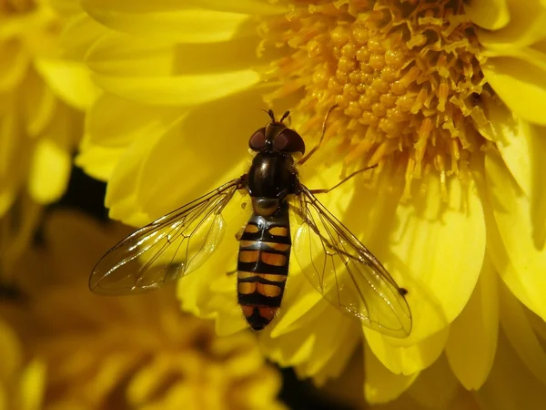 Volar con rayas amarillas en una flor . — Foto de Stock