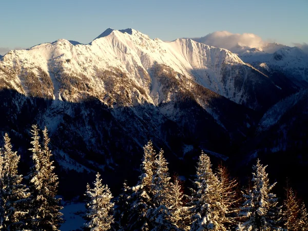 Snöiga träd på bergets topp — Stockfoto
