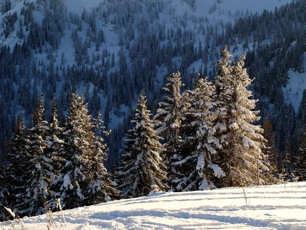 覆盖着雪的树 — 图库照片