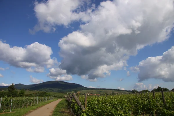 Виноградники с летними облаками — стоковое фото