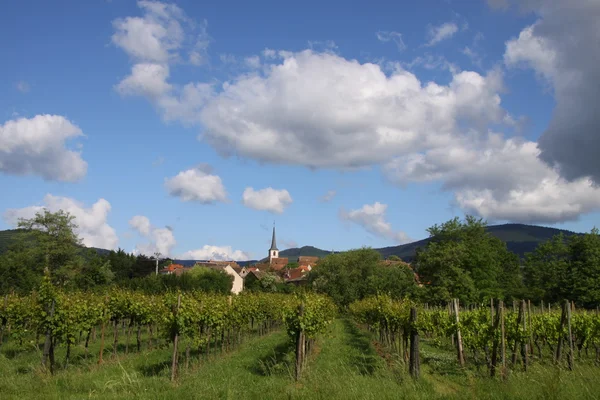 Деревня с виноградниками — стоковое фото
