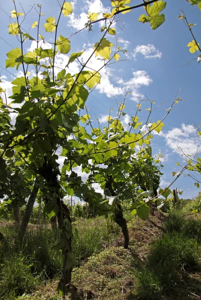 Vineyard in spring time — Stock Photo, Image