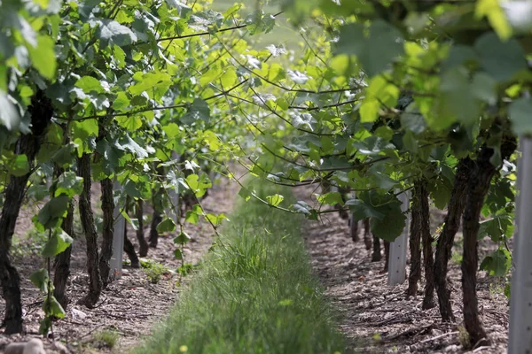 Виноградник в весеннее время — стоковое фото