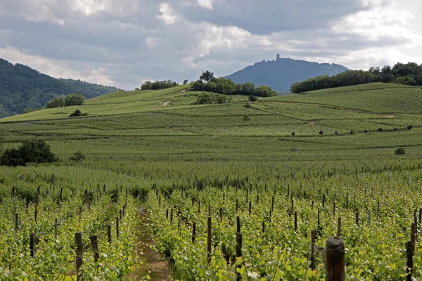 Kasteel en wijngaard in de lentetijd — Stockfoto