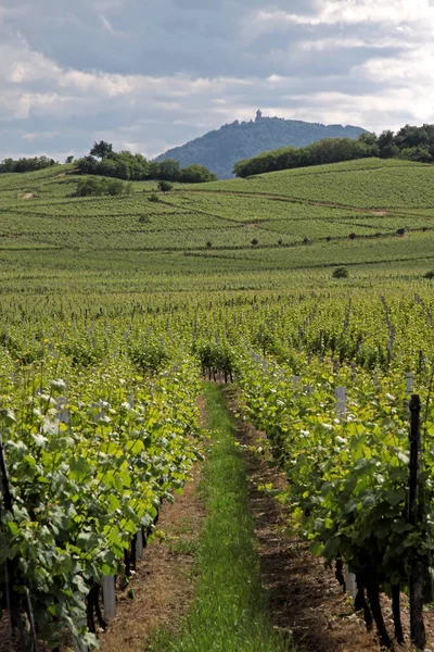 Kasteel en wijngaard in de lentetijd — Stockfoto