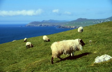 Sheep at coastline clipart