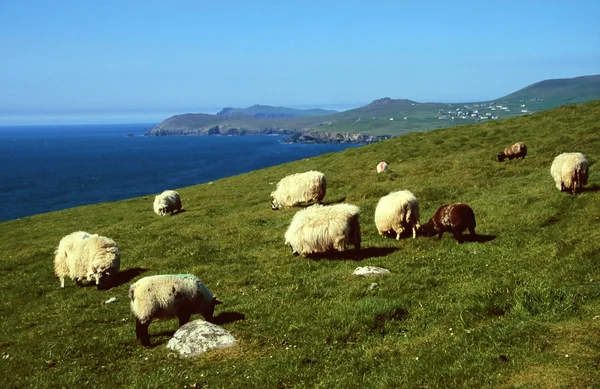 Sheep at coastline — Stock Photo, Image