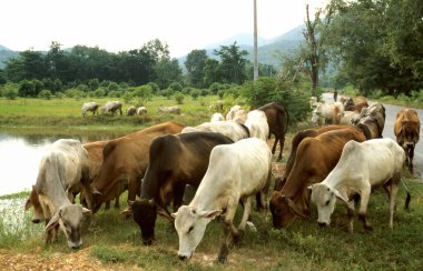 Cow-herd at the lake