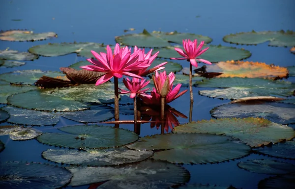 Pink water lilies — Stock Photo, Image