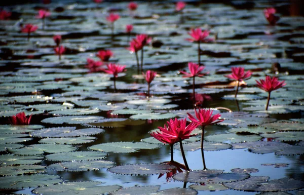 Pink water lilies — Stock Photo, Image