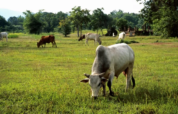 Cows on the pasture — Stock Photo, Image