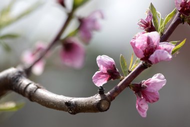 Peach blossoms clipart