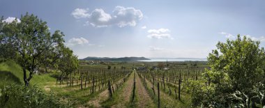 üzüm bağları at lake balaton