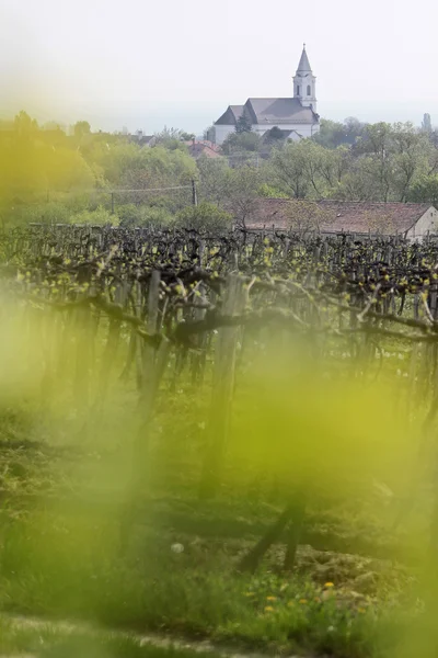 Winnice i kościół wsi nad Balatonem — Zdjęcie stockowe