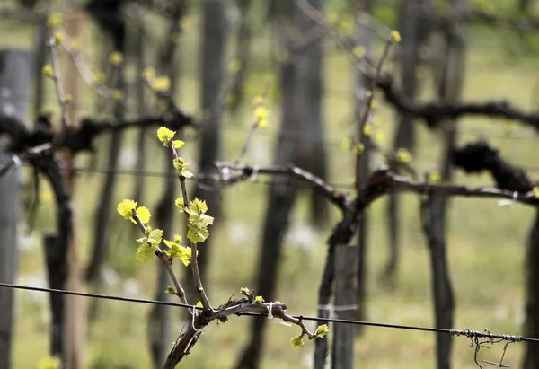 Winnica wiosną — Zdjęcie stockowe