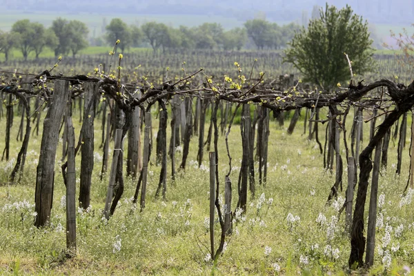 Wijngaard in de lentetijd — Stockfoto