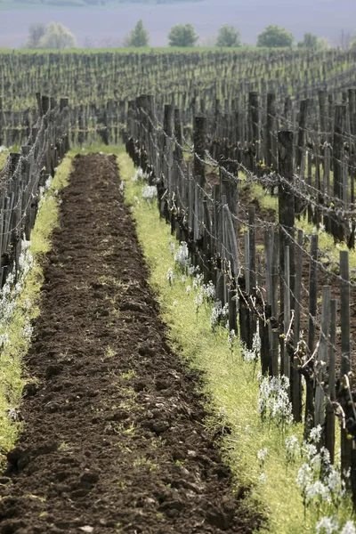 Виноградник в весеннее время — стоковое фото