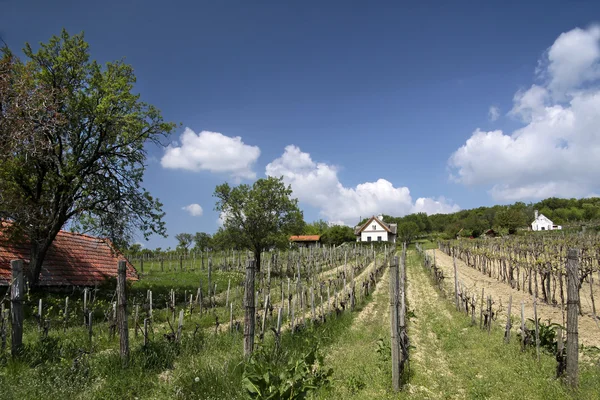 Wijngaarden aan het Balatonmeer — Stockfoto