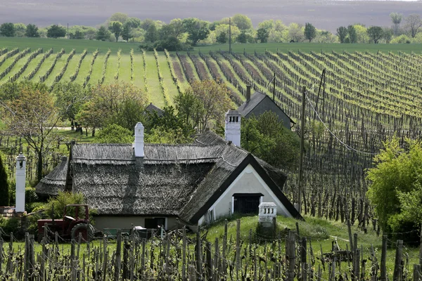Winnice i dom nad Balatonem — Zdjęcie stockowe