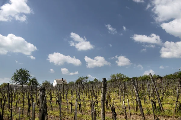 Wijngaarden aan het Balatonmeer — Stockfoto