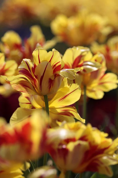 Kleurrijke tulpen — Stockfoto