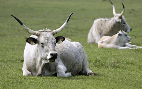 stock image Hungarian Grey Cattle