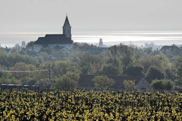 Vignobles et église du village au lac Balaton — Photo