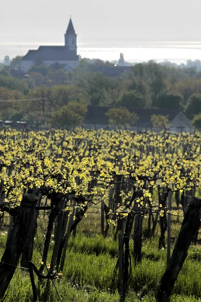 Wijngaarden en dorpskerk aan het Balatonmeer — Stockfoto