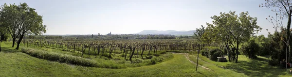 Vineyards at Lake Balaton — Stock Photo, Image