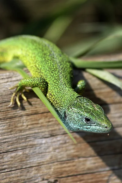 Зелена ящірка — стокове фото