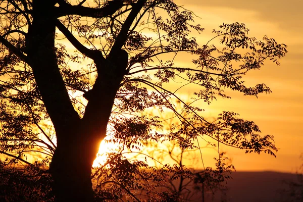 Árbol en la puesta del sol —  Fotos de Stock